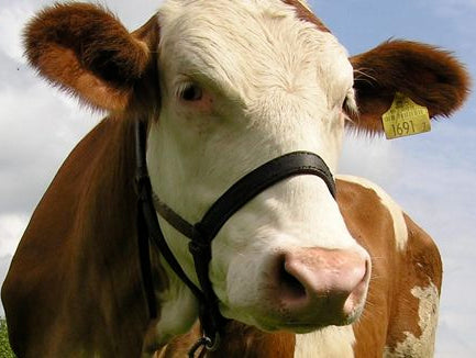 Raw Milk: Friend or Foe?