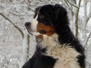 7 Things Mountain Dogs (Like Me) Love