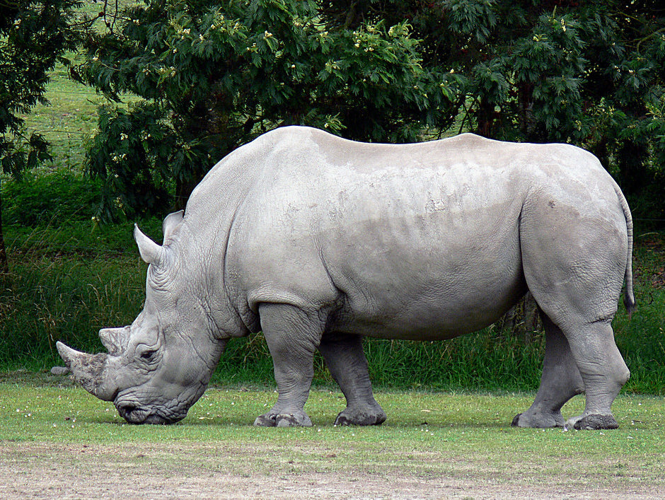 Rhinoceros Success by Scott Alexander