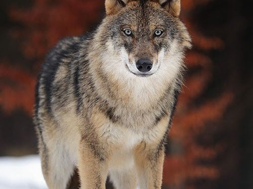 Which One Do You Feed?