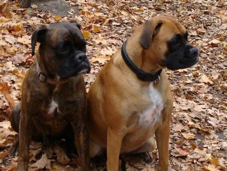 Confessions Of A Grieving Pet Owner!