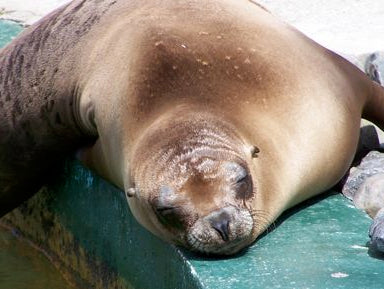 When Body Weight Is Just too Heavy