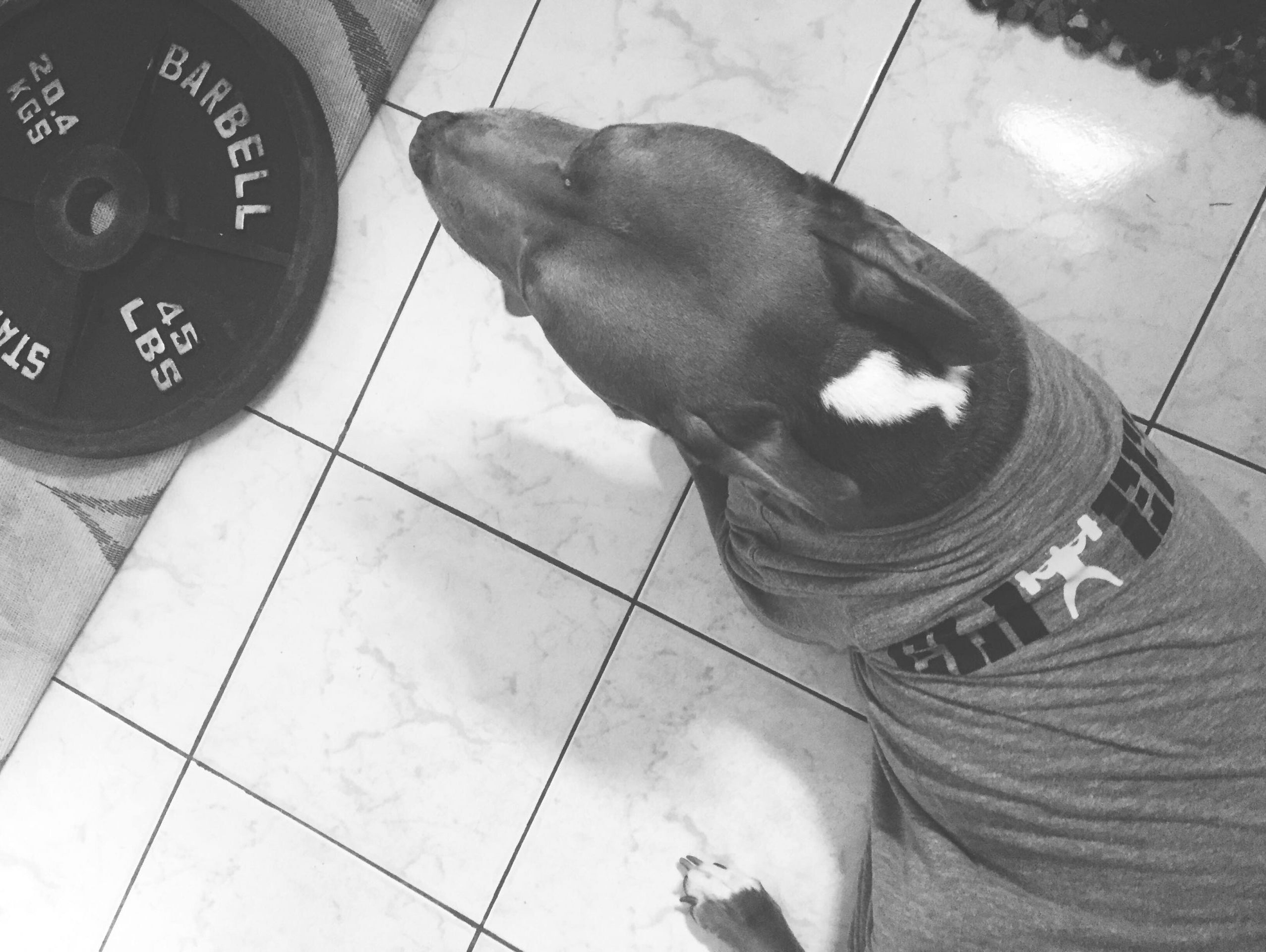 Buffalo Bar against Chains