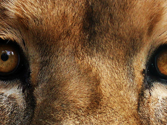A Lion in Iron: What Are You Afraid Of?