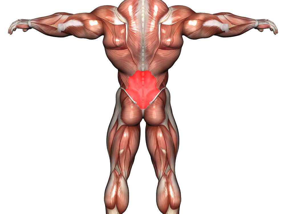 Week 13 / Day 2 - back day
