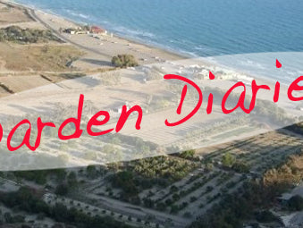 Darden Diaries: Bicep Training for Strongman?