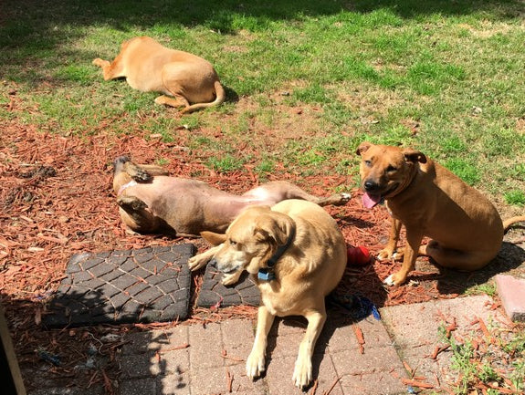 Another dog fight and a reconsideration of our future.