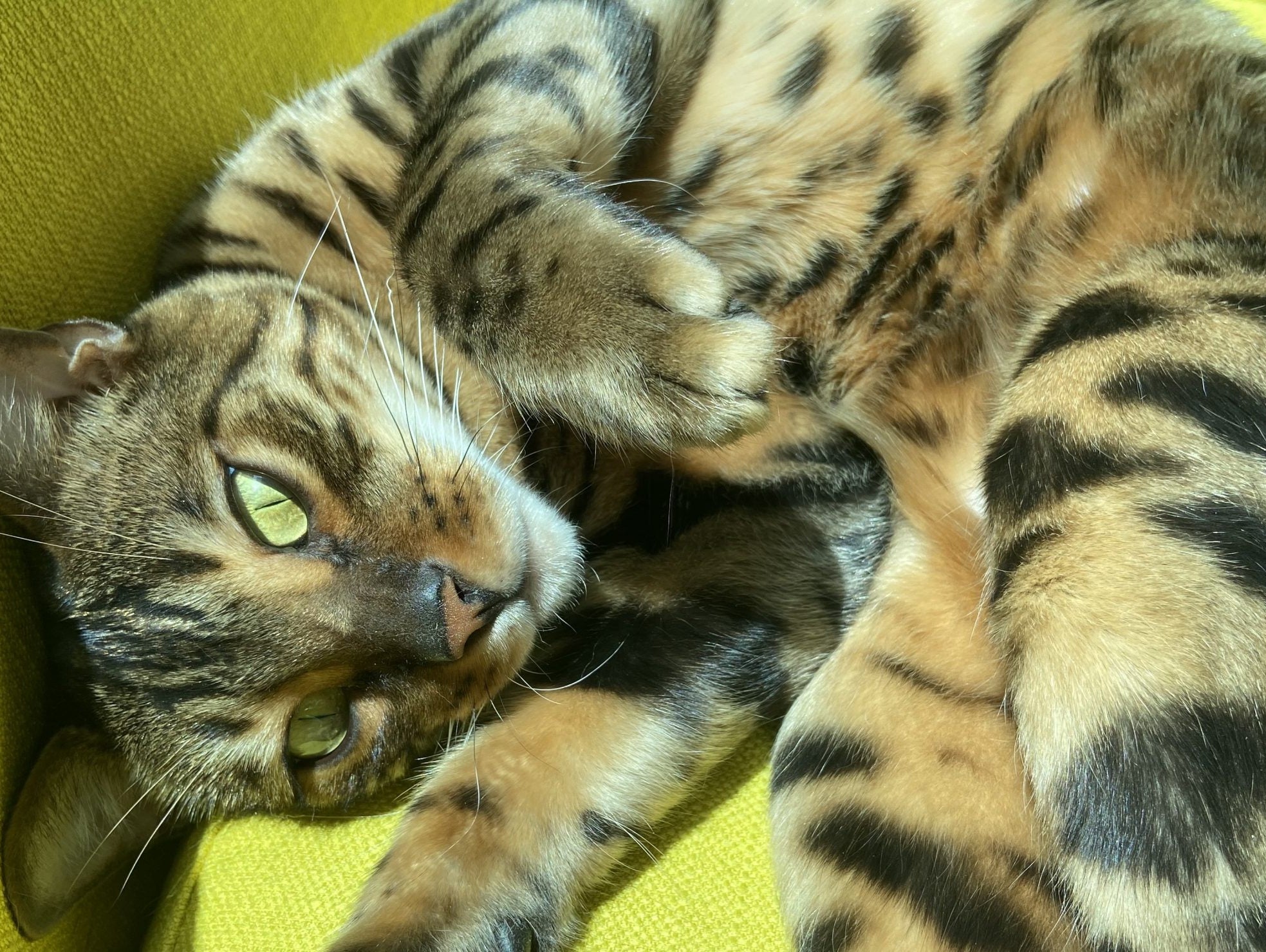 Things I Don't Like When I Diet