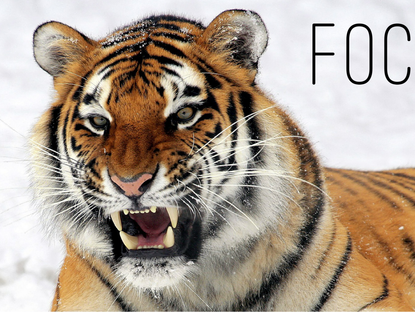 Focus, Behaviors, and Outcomes