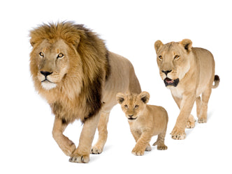 Being a Dad, Being a Lifter