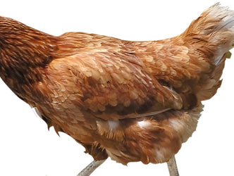 Ain't No Thing But a Chicken Wing!