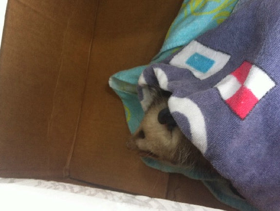 3/26- Single Ply Squats w/video