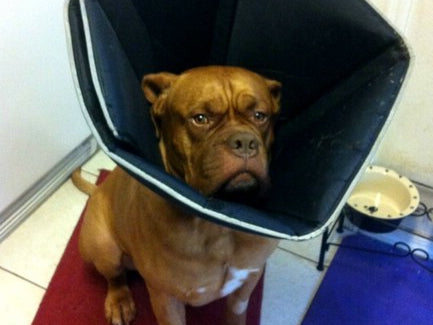 Walked out squats in the new Metal single ply suit w/video