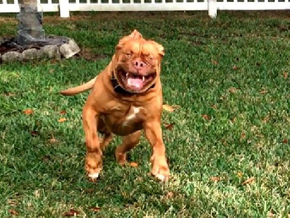 12/22- Raw Cambered Bar Squats