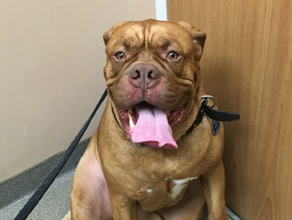 2/2- Raw Bench w/video and Tank’s vet visit