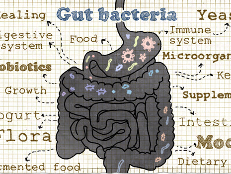 The Role of the Gut in Athletic Performance