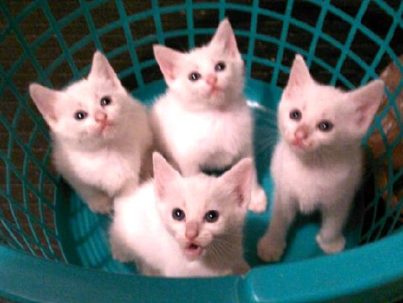 4/27- Raw Speed Pulls and kittens, yes kittens