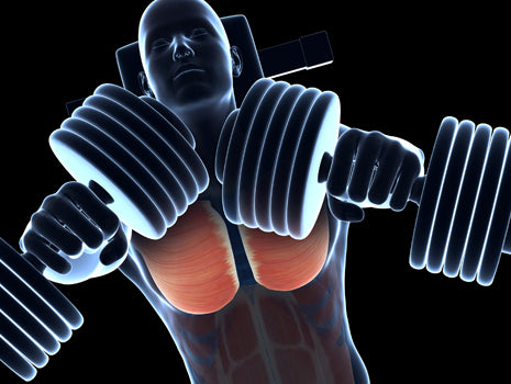 Unlocking Your Muscle Chain