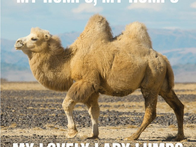 My Hump Day Metabolic Lumps !