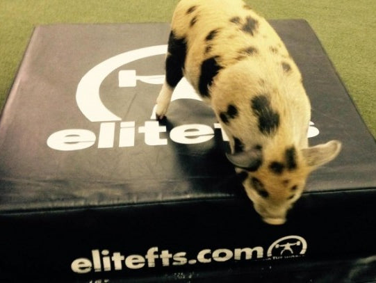 Now I Can Tell You *plus some cuteness*