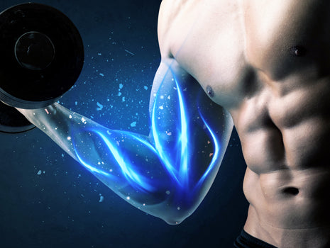 The Mind-Muscle Link: Learn Muscle Attachments