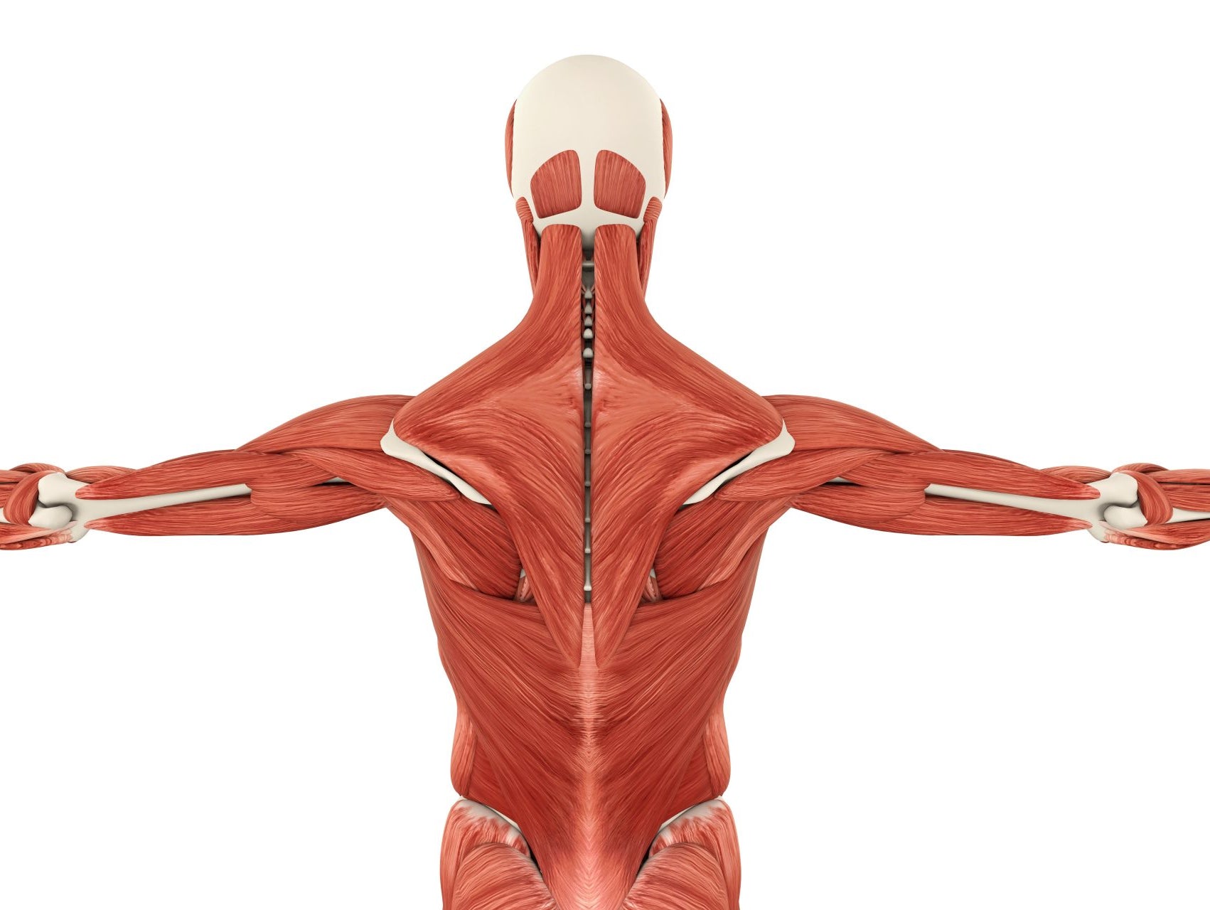 Increasing My Back Width With The Graston Technique