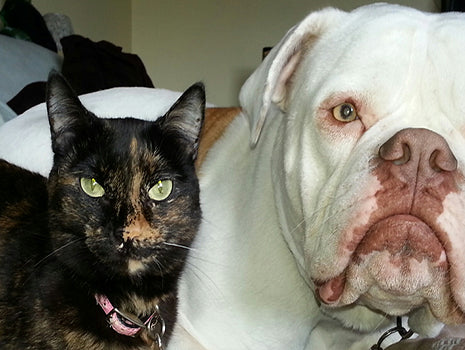 American Bulldog, Total Performance Sports, Something NewSomething New, Deadllift Suit