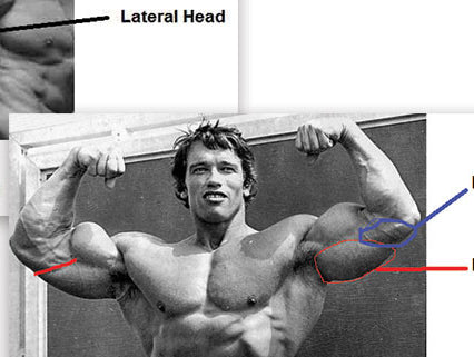 Feel good Friday- speed bench