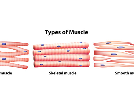Muscle Fiber Types and Training