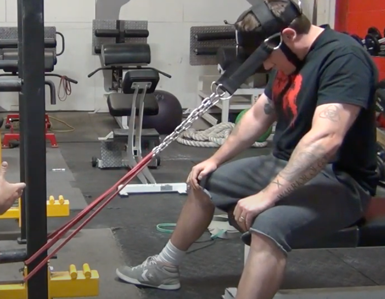 picture of deluxe padded head harness in use with bands