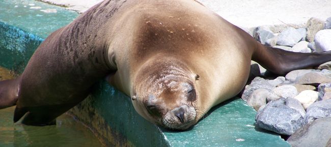 When Body Weight Is Just too Heavy