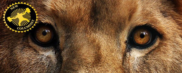 A Lion in Iron: Stop Blowing Smoke