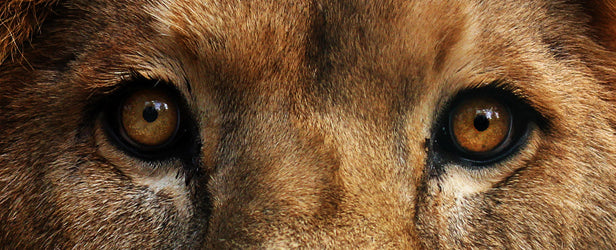 A Lion in Iron: Assessments are Not Complicated