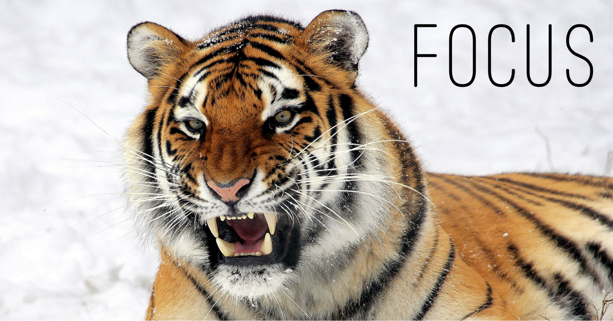 Focus, Behaviors, and Outcomes