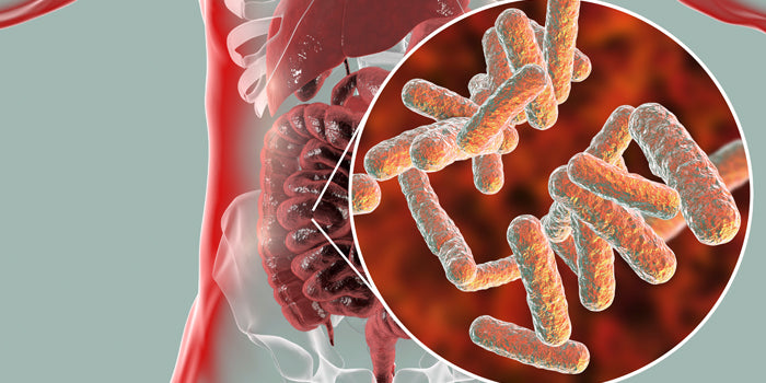 The Gateway to Optimal Health