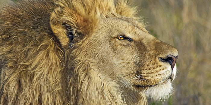 A Lion...
