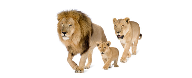 Every Industry is "corrupt", not just Fitness