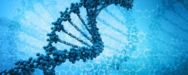 Muscle Protein Synthesis and the Anabolic Window