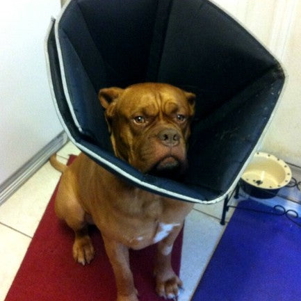 Walked out squats in the new Metal single ply suit w/video