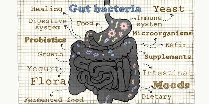 The Role of the Gut in Athletic Performance