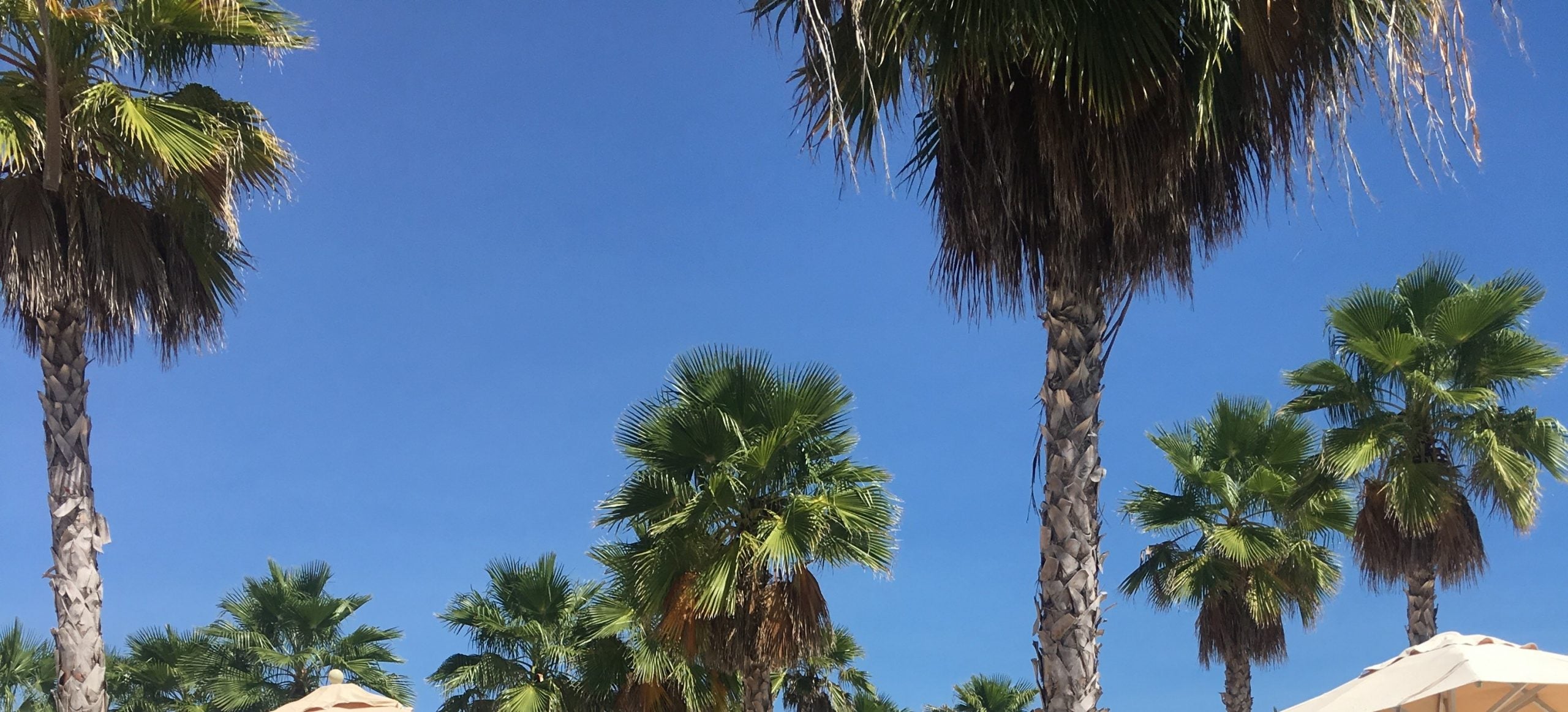 Update: Conclusion of My Hypertrophy Phase, Vacation &amp; My Next Plans…