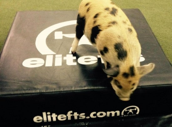 Now I Can Tell You *plus some cuteness*