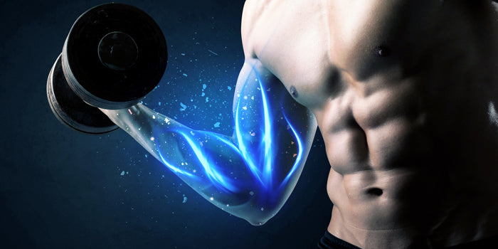 The Mind-Muscle Link: Learn Muscle Attachments