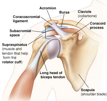 Pulling Back the Reigns: Cambered Benching