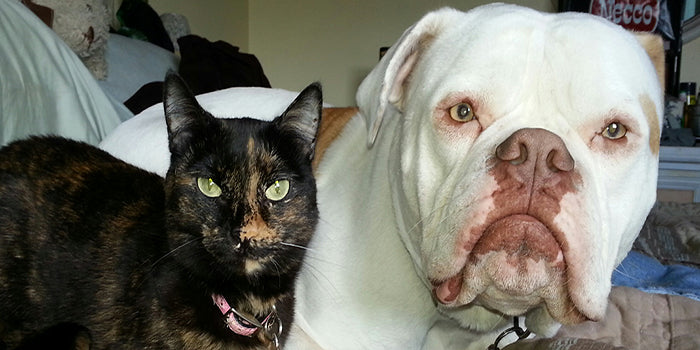 American Bulldog, Total Performance Sports, Something NewSomething New, Deadllift Suit