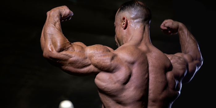 Maximizing Triceps Development