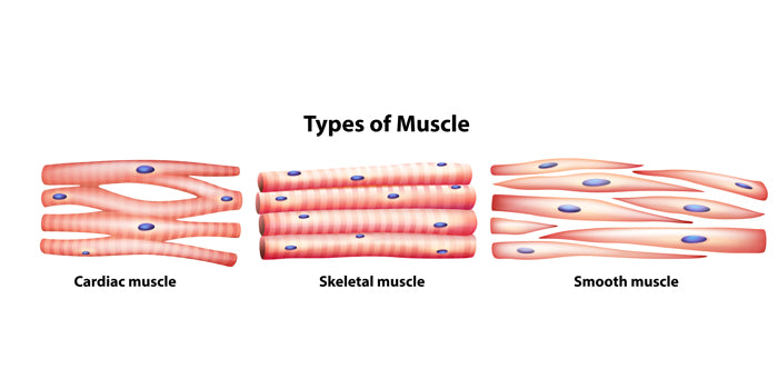 Muscle Fiber Types and Training